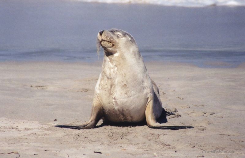 seal beach pinniped